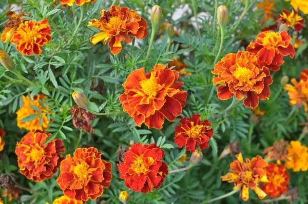 Çiçek tarlasında çalılar çiçek açar (tagetes) - Paskalya ailesinin yıllık bitkisi
