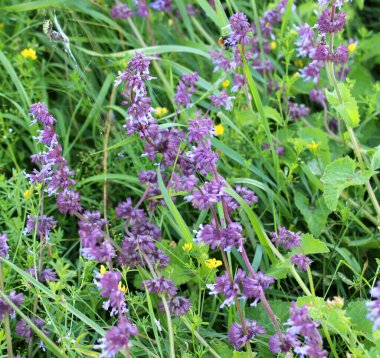 Vahşi doğada, Salvia verticillata otları arasında çiçek açar.