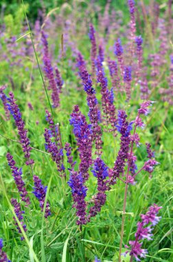 Sage (salvia nemorosa) yabani otların arasında yetişir.