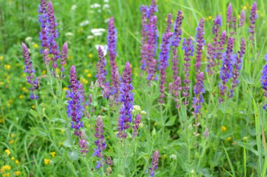Sage (salvia nemorosa) yabani otların arasında yetişir.