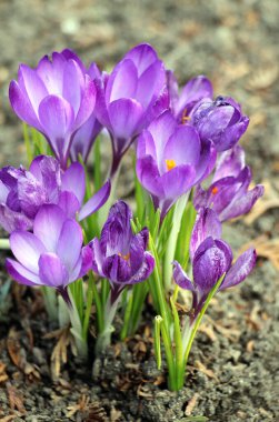 Doğada, bahçe timsahları baharda çiçek açar. 