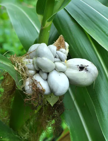 Sick corn plant affected by fungus Ustilago zeae Unge
