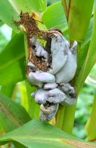 Sick corn plant affected by fungus Ustilago zeae Unger