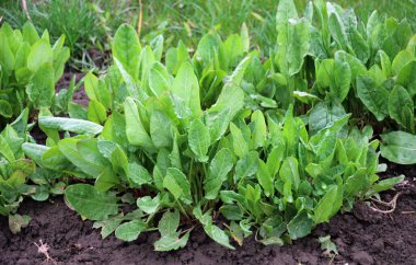 Sorrel bahçedeki açık organik toprakta yetişir.