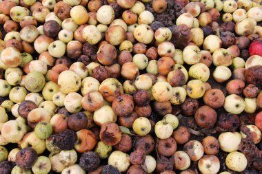 Meyve çürüğünden etkilenen elmalar - monilinos (Monilinia)