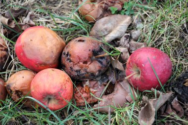 Meyve çürüğünden etkilenen elmalar - monilinos (Monilinia)