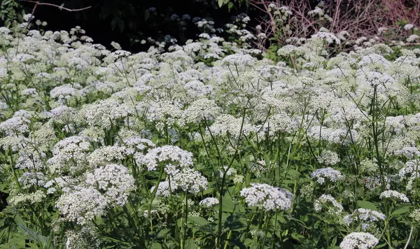 Aegopodyum podagraria vahşi doğada bir ot gibi büyüyor.