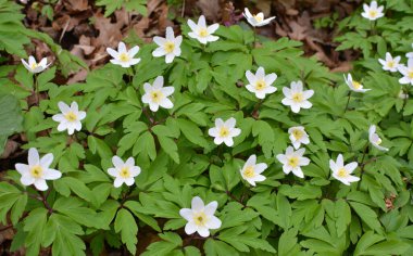 Ormanın vahşi yaşamında erken bahar çiçekleri. İlkbahar bitkisi Anemone nemorosa.