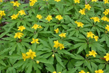 İlkbaharda vahşi ormanda anemon sarısı açar (Anemone ranunculoides).