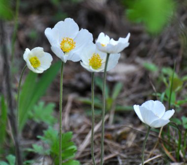 İlkbaharda vahşi doğada, ormanda Anemone Sylvestris çiçek açar.