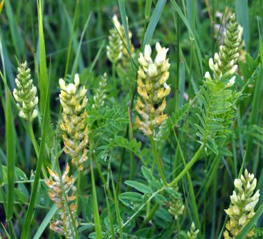 Astragalus cicer yabani otların arasında yetişir.