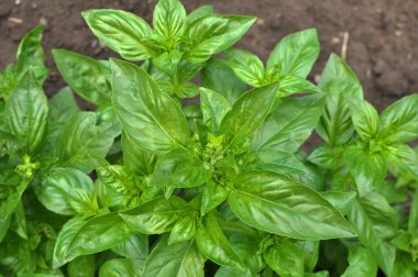 Fesleğen bahçedeki açık alanda yetişir.