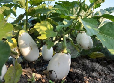 White eggplant grows in open organic soil