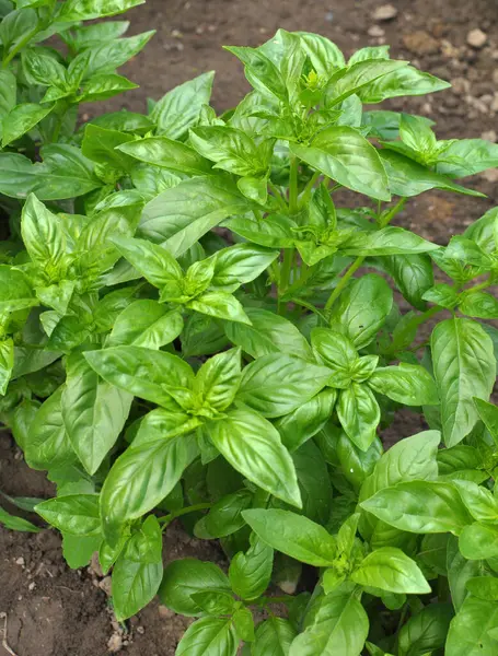 Basil grows in open ground in the garden