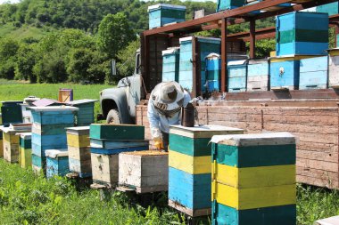 Yazın arıcı arıların taraklarını teftiş eder.