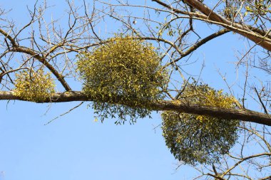 Doğada ökseotu (Viscum albümü) ağaçta parazit yapar. 