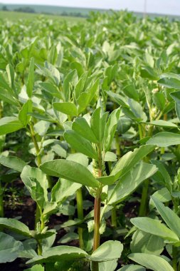 Baharda, genç At Fasulyesi (Vicia Faba) bir tarlada yetişir.