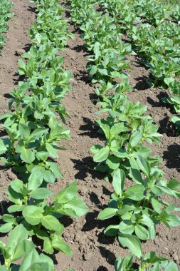 Baharda, genç At Fasulyesi (Vicia Faba) bir tarlada yetişir.