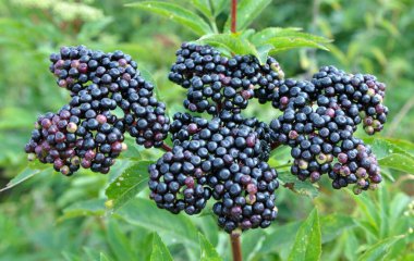 Yaban mersinlerinde olgun siyah çimenli yaşlı (Sambucus ebulus))