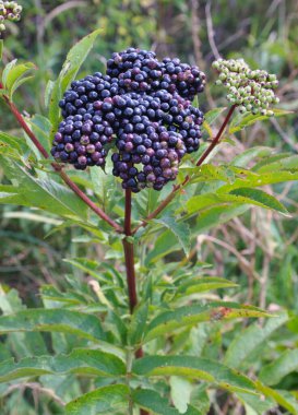 Yaban mersinlerinde olgun siyah çimenli yaşlı (Sambucus ebulus))