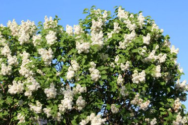 Mayıs 'ta, gardda leylak çiçek açar.