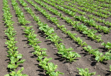 Baharda, çiftçinin tarlasında şeker pancarı büyür.