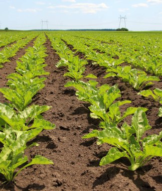 Baharda, çiftçinin tarlasında şeker pancarı büyür.