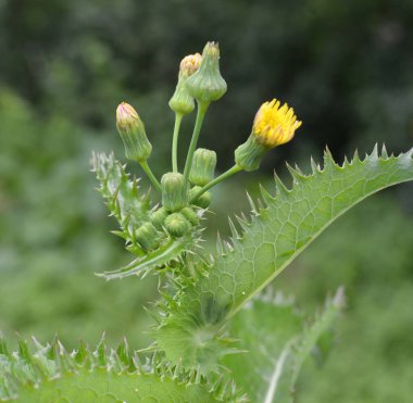 Yellow thistle (Sonchus asper) grows in the wild. clipart