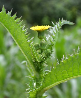 Yellow thistle (Sonchus asper) grows in the wild. clipart