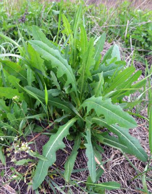 Yazın doğada yetişir Lactuca serriola