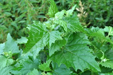 Doğada, alan bir chenopodium hibridum (Chenopodiastrum hybridum) yetiştirir.)