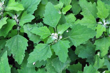 Beyaz kaz ayağı (Chenopodium albümü) vahşi doğada yetişir