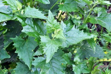 Doğada, alan bir chenopodium hibridum (Chenopodiastrum hybridum) yetiştirir.)
