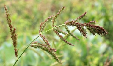 Tarlada, tarımsal ekinler arasındaki yabani otlar büyüdükçe Echinochloa crus-galli