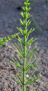 At kuyruğu tarlası (Equisetum arvense) vahşi doğada yetişir..