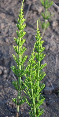 At kuyruğu tarlası (Equisetum arvense) vahşi doğada yetişir..