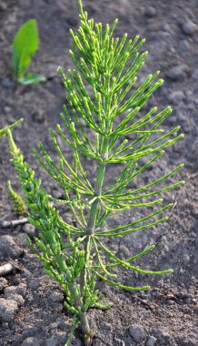 At kuyruğu tarlası (Equisetum arvense) vahşi doğada yetişir..