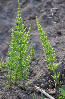 At kuyruğu tarlası (Equisetum arvense) vahşi doğada yetişir..