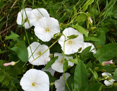 Convolvulus arvensis grows and blooms in the field clipart