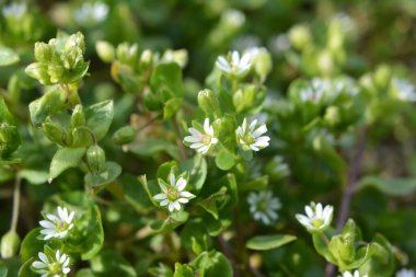 İlkbaharda Stellaria medyası doğada büyüyor.