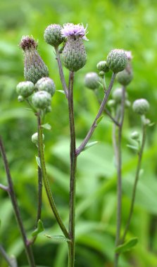 Vahşi doğadaki otların arasında büyüyen ve açan devedikeni tarlası (Cirsium arvense)