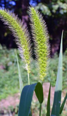 Setaria doğada yetişir..