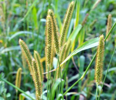 Setaria grows in the field in nature. clipart