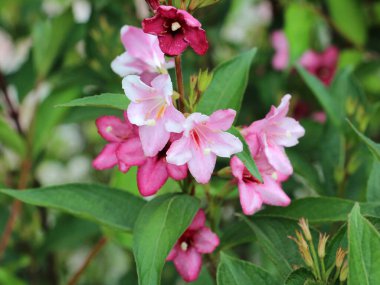 Bahçede beyaz ve pembe çiçekli Weigela çiçek açar..