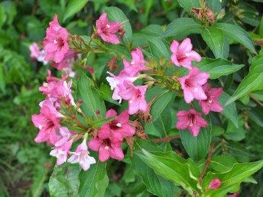 Bahçede beyaz ve pembe çiçekli Weigela çiçek açar..