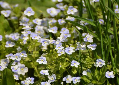 Baharda, Veronica filizlenir vahşi doğada