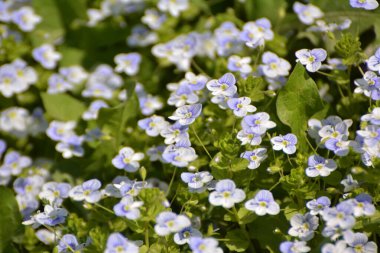 Baharda, Veronica filizlenir vahşi doğada