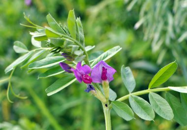Vetch tohumu (Vicia sativa) bir tarlada yetişir.