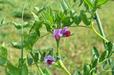 Vetch tohumu (Vicia sativa) bir tarlada yetişir.