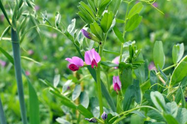 Vetch tohumu (Vicia sativa) bir tarlada yetişir.